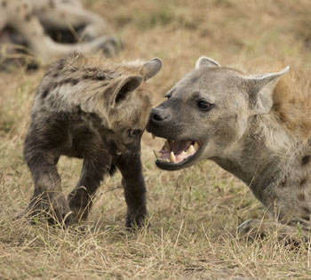 hyena